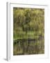 Washington State, Bainbridge Island. Weeping Willow and Pond-Jaynes Gallery-Framed Photographic Print