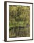 Washington State, Bainbridge Island. Weeping Willow and Pond-Jaynes Gallery-Framed Photographic Print