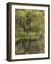 Washington State, Bainbridge Island. Weeping Willow and Pond-Jaynes Gallery-Framed Photographic Print