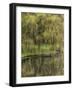 Washington State, Bainbridge Island. Weeping Willow and Pond-Jaynes Gallery-Framed Photographic Print