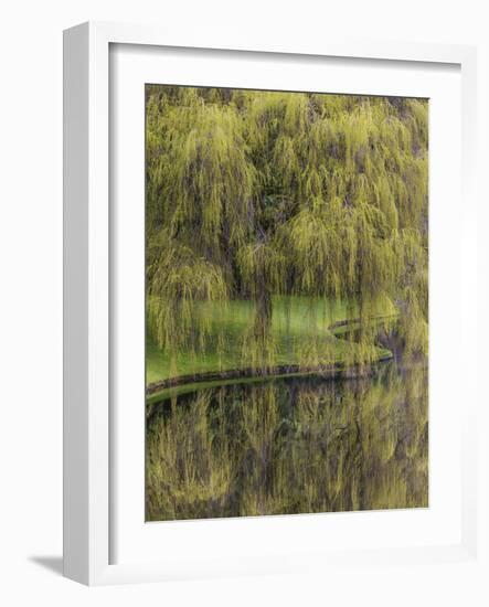 Washington State, Bainbridge Island. Weeping Willow and Pond-Jaynes Gallery-Framed Photographic Print