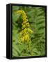 Washington State, Central Cascades, Canada Goldenrod and Bumble Bee-Jamie & Judy Wild-Framed Stretched Canvas