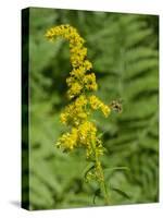 Washington State, Central Cascades, Canada Goldenrod and Bumble Bee-Jamie & Judy Wild-Stretched Canvas