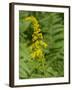 Washington State, Central Cascades, Canada Goldenrod and Bumble Bee-Jamie & Judy Wild-Framed Photographic Print