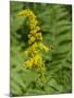 Washington State, Central Cascades, Canada Goldenrod and Bumble Bee-Jamie & Judy Wild-Mounted Photographic Print