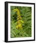 Washington State, Central Cascades, Canada Goldenrod and Bumble Bee-Jamie & Judy Wild-Framed Photographic Print