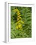 Washington State, Central Cascades, Canada Goldenrod and Bumble Bee-Jamie & Judy Wild-Framed Photographic Print