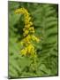 Washington State, Central Cascades, Canada Goldenrod and Bumble Bee-Jamie & Judy Wild-Mounted Photographic Print