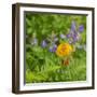 Washington State, Central Cascades, Columbia Tiger Lily and Subalpine Lupine-Jamie & Judy Wild-Framed Photographic Print