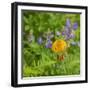 Washington State, Central Cascades, Columbia Tiger Lily and Subalpine Lupine-Jamie & Judy Wild-Framed Photographic Print