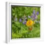 Washington State, Central Cascades, Columbia Tiger Lily and Subalpine Lupine-Jamie & Judy Wild-Framed Photographic Print