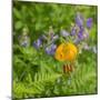 Washington State, Central Cascades, Columbia Tiger Lily and Subalpine Lupine-Jamie & Judy Wild-Mounted Photographic Print