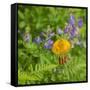 Washington State, Central Cascades, Columbia Tiger Lily and Subalpine Lupine-Jamie & Judy Wild-Framed Stretched Canvas