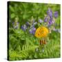 Washington State, Central Cascades, Columbia Tiger Lily and Subalpine Lupine-Jamie & Judy Wild-Stretched Canvas