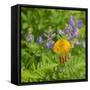 Washington State, Central Cascades, Columbia Tiger Lily and Subalpine Lupine-Jamie & Judy Wild-Framed Stretched Canvas