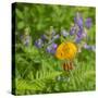 Washington State, Central Cascades, Columbia Tiger Lily and Subalpine Lupine-Jamie & Judy Wild-Stretched Canvas