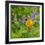 Washington State, Central Cascades, Columbia Tiger Lily and Subalpine Lupine-Jamie & Judy Wild-Framed Photographic Print