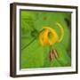 Washington State, Central Cascades, Columbia Tiger Lily wildflower-Jamie & Judy Wild-Framed Photographic Print