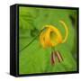 Washington State, Central Cascades, Columbia Tiger Lily wildflower-Jamie & Judy Wild-Framed Stretched Canvas