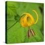 Washington State, Central Cascades, Columbia Tiger Lily wildflower-Jamie & Judy Wild-Stretched Canvas