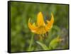 Washington State, Central Cascades, Columbia Tiger Lily wildflower-Jamie & Judy Wild-Framed Stretched Canvas