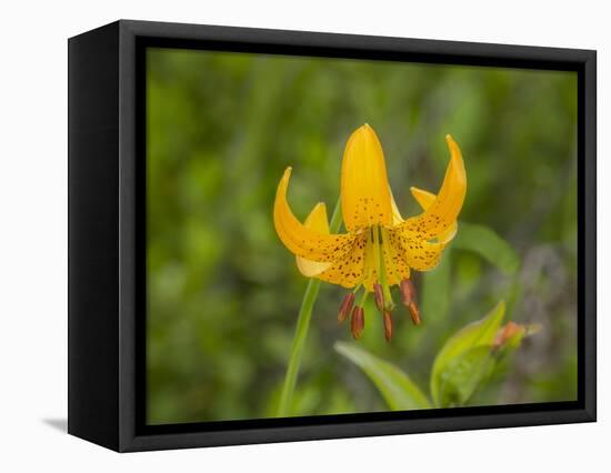 Washington State, Central Cascades, Columbia Tiger Lily wildflower-Jamie & Judy Wild-Framed Stretched Canvas