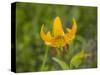Washington State, Central Cascades, Columbia Tiger Lily wildflower-Jamie & Judy Wild-Stretched Canvas