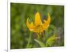 Washington State, Central Cascades, Columbia Tiger Lily wildflower-Jamie & Judy Wild-Framed Photographic Print