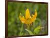 Washington State, Central Cascades, Columbia Tiger Lily wildflower-Jamie & Judy Wild-Framed Photographic Print