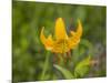 Washington State, Central Cascades, Columbia Tiger Lily wildflower-Jamie & Judy Wild-Mounted Photographic Print