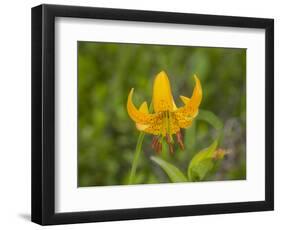 Washington State, Central Cascades, Columbia Tiger Lily wildflower-Jamie & Judy Wild-Framed Photographic Print