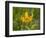 Washington State, Central Cascades, Columbia Tiger Lily wildflower-Jamie & Judy Wild-Framed Photographic Print