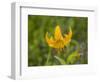 Washington State, Central Cascades, Columbia Tiger Lily wildflower-Jamie & Judy Wild-Framed Photographic Print