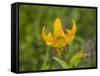 Washington State, Central Cascades, Columbia Tiger Lily wildflower-Jamie & Judy Wild-Framed Stretched Canvas