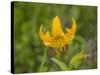 Washington State, Central Cascades, Columbia Tiger Lily wildflower-Jamie & Judy Wild-Stretched Canvas