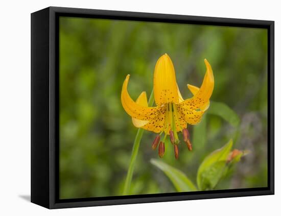 Washington State, Central Cascades, Columbia Tiger Lily wildflower-Jamie & Judy Wild-Framed Stretched Canvas