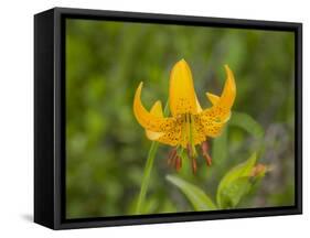 Washington State, Central Cascades, Columbia Tiger Lily wildflower-Jamie & Judy Wild-Framed Stretched Canvas