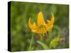 Washington State, Central Cascades, Columbia Tiger Lily wildflower-Jamie & Judy Wild-Stretched Canvas