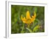 Washington State, Central Cascades, Columbia Tiger Lily wildflower-Jamie & Judy Wild-Framed Photographic Print