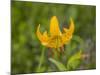 Washington State, Central Cascades, Columbia Tiger Lily wildflower-Jamie & Judy Wild-Mounted Photographic Print