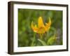 Washington State, Central Cascades, Columbia Tiger Lily wildflower-Jamie & Judy Wild-Framed Photographic Print