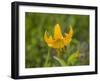 Washington State, Central Cascades, Columbia Tiger Lily wildflower-Jamie & Judy Wild-Framed Photographic Print