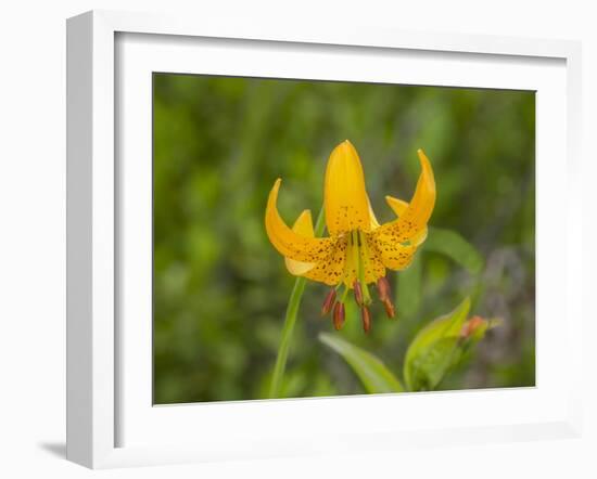 Washington State, Central Cascades, Columbia Tiger Lily wildflower-Jamie & Judy Wild-Framed Photographic Print