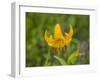 Washington State, Central Cascades, Columbia Tiger Lily wildflower-Jamie & Judy Wild-Framed Photographic Print