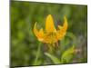 Washington State, Central Cascades, Columbia Tiger Lily wildflower-Jamie & Judy Wild-Mounted Photographic Print