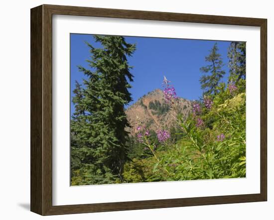 Washington State, Central Cascades, Fireweed and Red Mountain-Jamie & Judy Wild-Framed Photographic Print