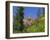 Washington State, Central Cascades, Fireweed and Red Mountain-Jamie & Judy Wild-Framed Photographic Print