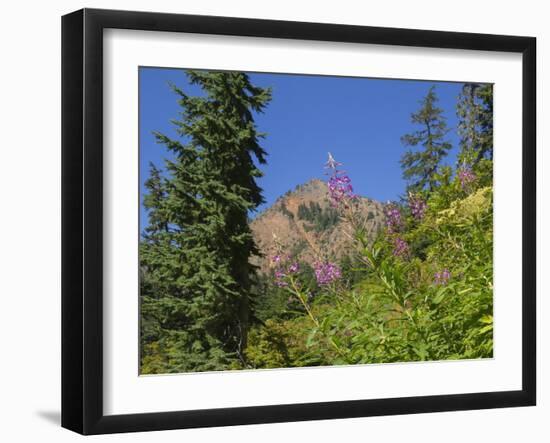 Washington State, Central Cascades, Fireweed and Red Mountain-Jamie & Judy Wild-Framed Photographic Print