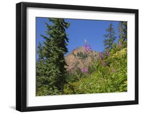 Washington State, Central Cascades, Fireweed and Red Mountain-Jamie & Judy Wild-Framed Photographic Print