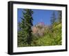 Washington State, Central Cascades, Fireweed and Red Mountain-Jamie & Judy Wild-Framed Photographic Print